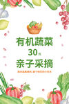 有机蔬菜亲子采摘活动