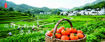 山野风格香菜家乡菜海报