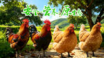  农家土鸡 