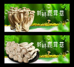鹿茸菇