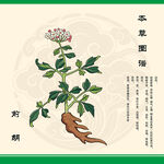前胡草药插画