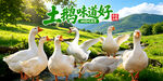 农家土鹅