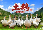 土鹅