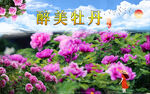 牡丹 