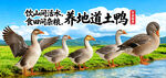 农家土鸭 