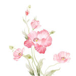 花卉