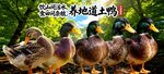 农家土鸭 
