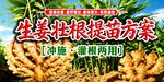 生姜