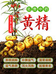 滇黄精  