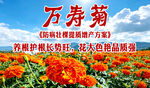 万寿菊