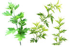 艾草 艾蒿透明素材图植物组合