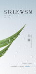 白露