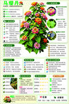 马缨丹植物介绍
