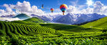 茶山
