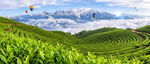 茶山