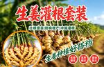 生姜