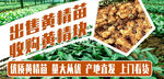  黄精苗