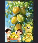 杨桃