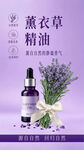 薰衣草
