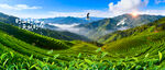 茶山