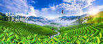 茶山