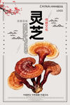 灵芝