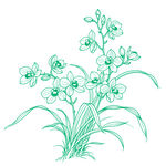 绿色线描兰花插画花卉线稿矢量图