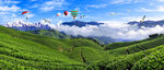 茶山