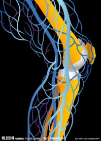 骨骼经络矢量图