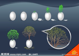 鸡蛋 树的生老过程