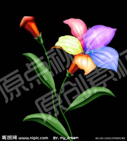 手绘百合花