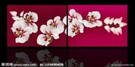 无框画蝴蝶兰