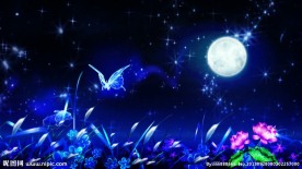 唯美蝴蝶月色鲜花视频