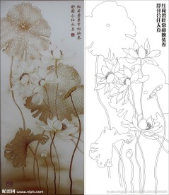 荷花 荷叶 莲花