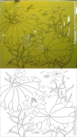 金荷 荷花 莲花 叶