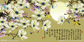 玉兰花
