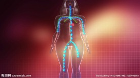 全身血液循环瘦身减肥