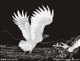 大鹏展翅 雄鹰