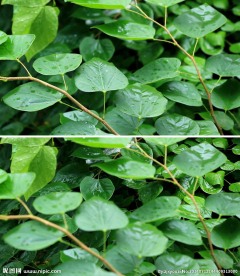 雨中绿叶
