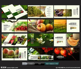 水果画册