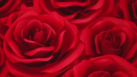 红玫瑰浪漫心型婚庆LE