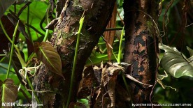 小苗生长延时视频