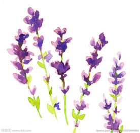 手绘水彩薰衣草