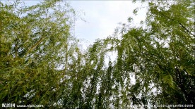 柳树高清视频
