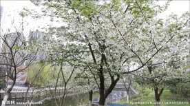 千树万树梨花开