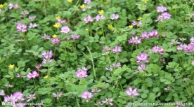 紫色小花 蜜蜂采蜜 高清4段集