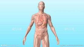 人体360度旋转展示