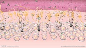 清洁毛囊去除黑色素