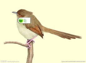 纯色山鹪莺 分层