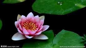 自然 绽放的睡莲 开花